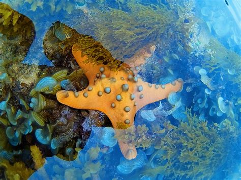 Aplysiidae Nasıl Bir Deniz Yıldızıdır ve Su Altında Nerelerde Yaşar?