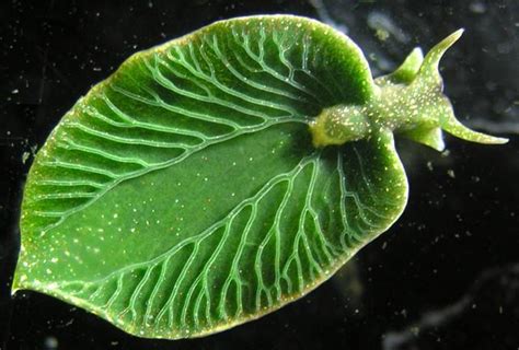  Elysia chlorotica!  Can This Amazing Sea Slug Photosynthesize Like Plants?