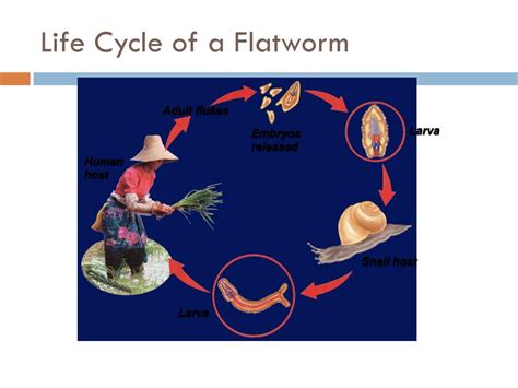  Xiphidiocercaria: Discover the Intriguing Life Cycle of a Parasitic Flatworm That Thrives as a Tiny Terror!