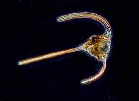  Armored Dinoflagellate: Can This Tiny Creature Really Rule the Microscopic World?