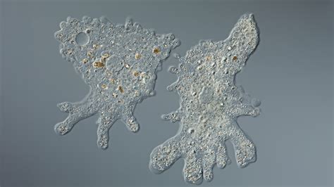  Chaos Chaos: Discover this Tiny Amoeba Living its Best Single-Celled Life