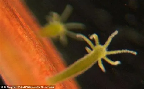  Hydra: Can You Believe This Tiny Creature Regenerates Entirely From Just A Fragment?