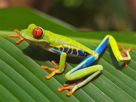  Red-Eyed Tree Frog: How Does This Tiny Amphibian With Striking Eyes Survive in the Rainforest Canopy?